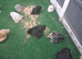 Bantam chickens