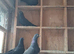 English high fly pigeons for sale
