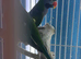 Darbiyn parrot Glasgow