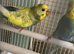 Budgie