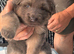 Blue & Tan GSD