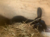 New Zealand rabbits