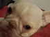 5 frenchie pups ready to leave around 12 June