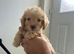 8 weeks old girl cockapoo puppy