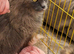 BEAUTIFUL FULL MAINE COON KITTENS