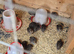 Jumbo coturnix quails chicks
