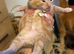 4 stunning ginger kittens
