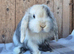 Mini lop babies ready now