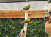 Cuban Finch x 2