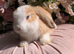 Mini lop