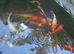 Pond Fish / Koi / Goldfish / Orfe