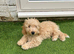 14 week old apricot cockerpoo puppy