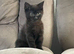 Black female kitten.