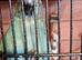 Proven bonded pair of kakarikis with cage