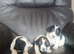 3 springer spaniel puppies