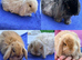 Mixed litter of beautiful mini lops for sale