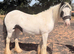 Cob Mare