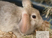 ONLY 1 beautiful boy Mini lop/Mini rex left