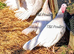 Harvey Speckled Turkey Trio