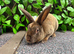 Mini Rex