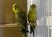 Hi for sale my blackwings pair healthy and active