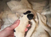 Jack Russell puppies for sale