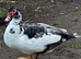 Muscovy hatching eggs