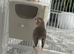 Finches