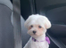 Maltipoo last boy!