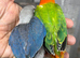 Baby lovebirds for new homes