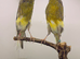 Persian Cana pair