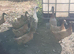 Pair of Indian runners 1 boy 1 girl