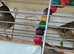 Canaries Canaries