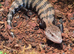 Young blue tongue skink +vivarium