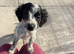 Cocker spaniel