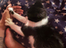 Kitten for sale