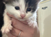 Kitten ready to go