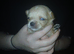 4 chihuahua pups