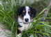 Border collie puppy male
