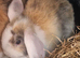 Mini lop rabbits available on the 21/07/2021