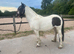 Chaps registered filly