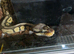 mojave het clown female royal
