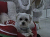 maltese stud