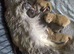 Maine coon pedigree kittens