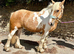 14.2 coloured cob mare super allrounder 6 yrs old