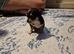 5 chihuahua puppy's