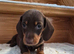 Miniature dachshund puppies