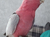 Stupid tame cookie the galah cockatoo
