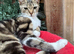 FEMALE CATS NEEDING LOVING HOMES