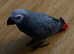 I have a beautiful parrot